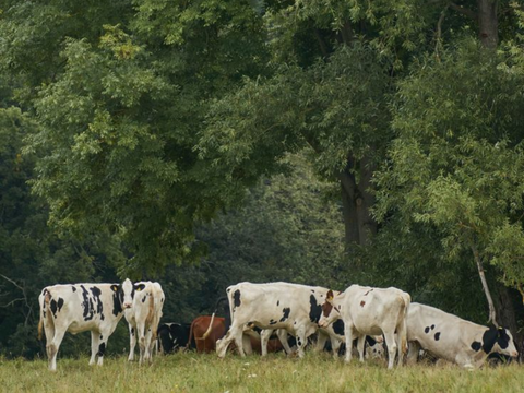 Why are more Muslims taking grass-fed collagen?